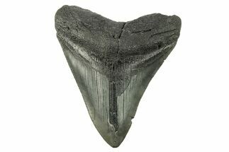 Fossil Megalodon Tooth - South Carolina #265050