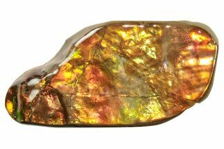 Iridescent Ammolite (Fossil Ammonite Shell) - Alberta #265101