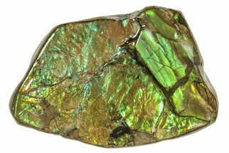 Iridescent Ammolite (Fossil Ammonite Shell) - Alberta #265104