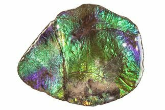 Iridescent Ammolite (Fossil Ammonite Shell) - Alberta #265111