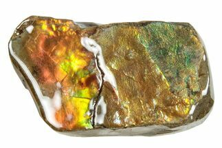 Iridescent Ammolite (Fossil Ammonite Shell) - Alberta #265121