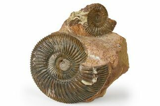Jurassic Ammonite (Parkinsonia) Fossil Cluster - Germany #265206