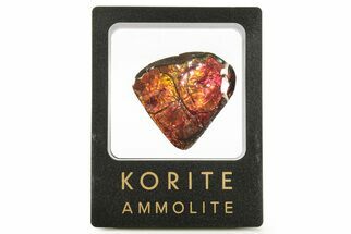 Iridescent Ammolite (Fossil Ammonite Shell) - Fiery Reds #265149
