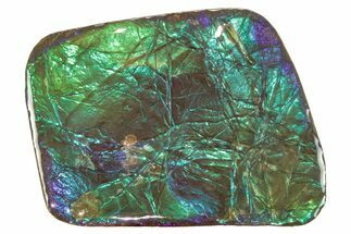 Iridescent Ammolite (Fossil Ammonite Shell) - Green & Blues #265150