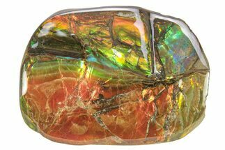 Iridescent Ammolite (Fossil Ammonite Shell) - Fiery Reds/Greens #265159