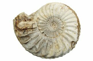 Jurassic Ammonite (Pleuroceras) Fossil - Germany #265272