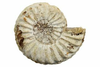 Jurassic Ammonite (Pleuroceras) Fossil - Germany #265277