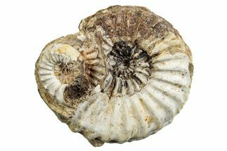 Jurassic Ammonite (Pleuroceras) Fossil - Germany #265286