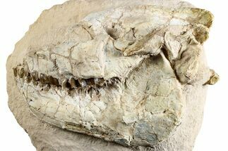 Fossil Oreodont (Leptauchenia) Skull - South Dakota #265289