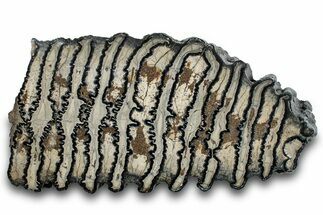 Polished Mammoth Molar Section - South Carolina #265292