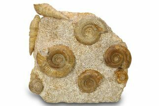 Fossil Ammonite & Gastropod Cluster - Fresney, France #265291
