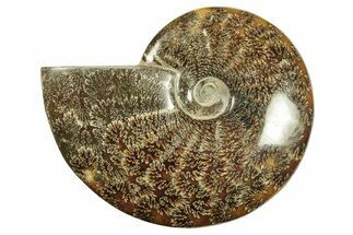 Polished Ammonite (Cleoniceras) Fossil - Madagascar #265340