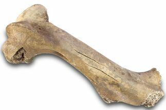 Pleistocene Fossil Horse (Equus) Femur - Florida #265353