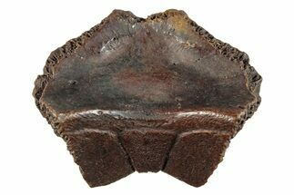 Pleistocene Fossil Tortoise (Hesperotestudo) Nuchal Scute #265360