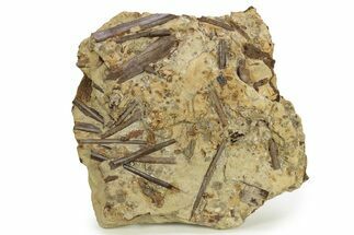 Sandstone with Hadrosaur Tooth, Tendons & Bones - Wyoming #265522