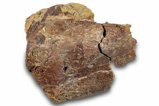 Dinosaur (Edmontosaurus) Bone in Sandstone - Wyoming #265498