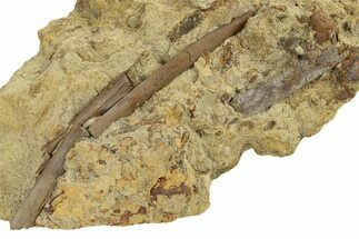 Hadrosaur (Edmontosaurus) Tendon in Sandstone - Wyoming #265762