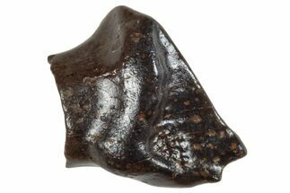 Fossil Ankylosaur or Nodosaur Tooth - Wyoming #265902