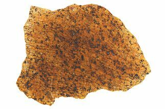 Chondrite Meteorite ( g) Section - Sierra Gorda #265976