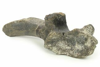 Fossil Dinosaur Vertebra Transverse Process - Montana #265984