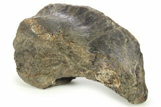 Fossil Dinosaur Dorsal Vertebra Pedicle - Judith River Formation #265989