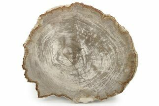 Petrified Wood (Tropical Hardwood) Round - Indonesia #266052