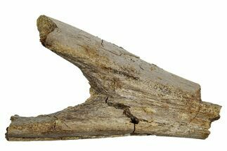Hadrosaur (Edmontosaurus) Chevron Bone Section - Wyoming #265719