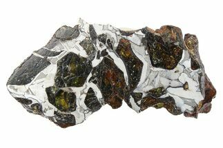 Pallasite Meteorite ( g) End Cut - NWA #266447