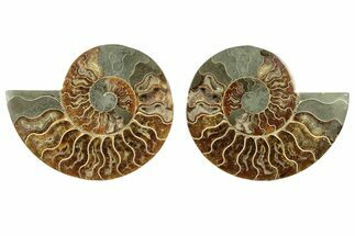 Cut & Polished, Agatized Ammonite Fossil - Madagascar #266529