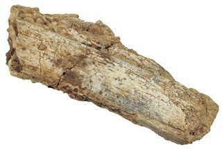 Hadrosaur (Edmontosaurus) Rib Bone in Sandstone - Wyoming #265713