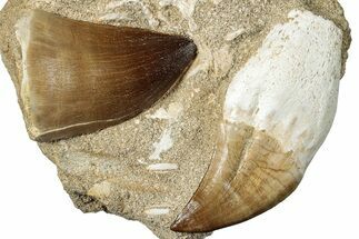 Two Mosasaur (Prognathodon) Teeth In Rock - Morocco #265855