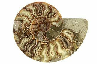 Cut & Polished Ammonite Fossil (Half) - Madagascar #266544