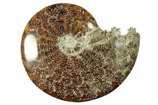 Polished Ammonite (Cleoniceras) Fossil - Madagascar #266752