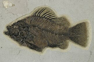 Huge, Fossil Fish (Priscacara) - Bottom Cap Layer #267146