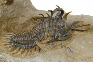 Short-Fork Walliserops Hammi Trilobite - Exceptional Preparation #267209