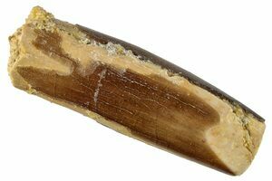 Beautiful Raptor Claw - Tegana Formation (#4761) For Sale