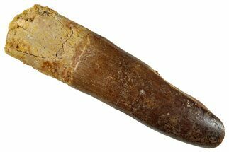 Fossil Sauropod Dinosaur (Titanosaur) Tooth - Morocco #267294