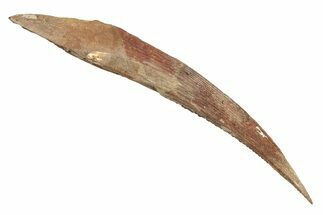 Fossil Shark (Hybodus) Dorsal Spine - Kem Kem Beds, Morocco #267693