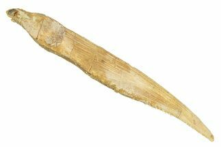 Fossil Shark (Hybodus) Dorsal Spine - Kem Kem Beds, Morocco #267694