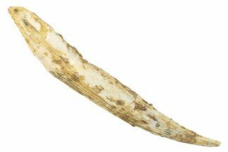 Fossil Shark (Hybodus) Dorsal Spine - Kem Kem Beds, Morocco #267700