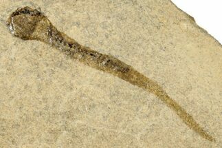 Permian Amphibian (Branchiosaur) Fossil - Germany #267611