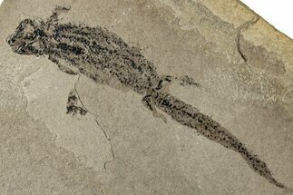 Permian Amphibian (Branchiosaur) Fossil - Germany #267630