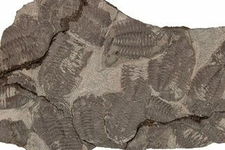 Ordovician Trilobite Mortality Plate - Tafraoute, Morocco #267365