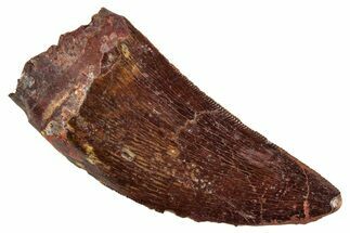 Serrated, Carcharodontosaurus Tooth - Real Dinosaur Tooth #267763