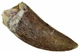 Serrated, Carcharodontosaurus Tooth - Real Dinosaur Tooth #267780
