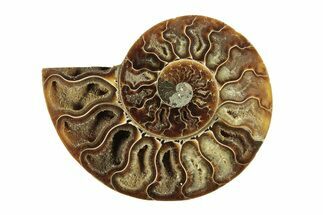 Cut & Polished Ammonite Fossil (Half) - Madagascar #267848