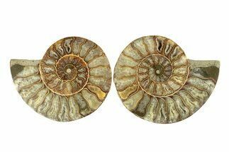 Cut & Polished, Agatized Ammonite Fossil - Madagascar #267891