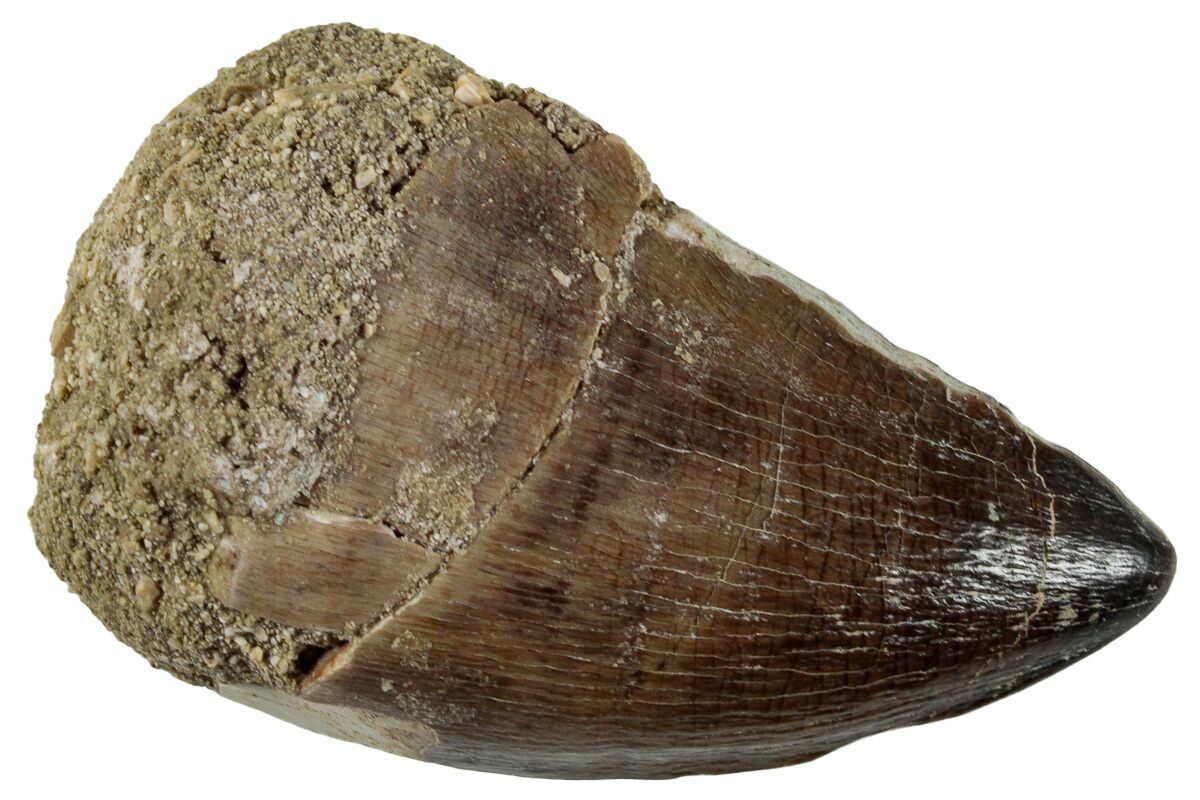Prognathodon 1.77