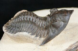 Very Aesthetic Metacanthina Trilobite Fossil #2536