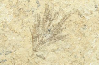 Plant (Ceratophyllum?) Fossil - Green River Formation, Wyoming #268511